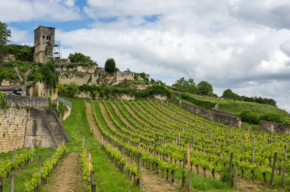 Bordeaux Wine 101: The Wines and The Region